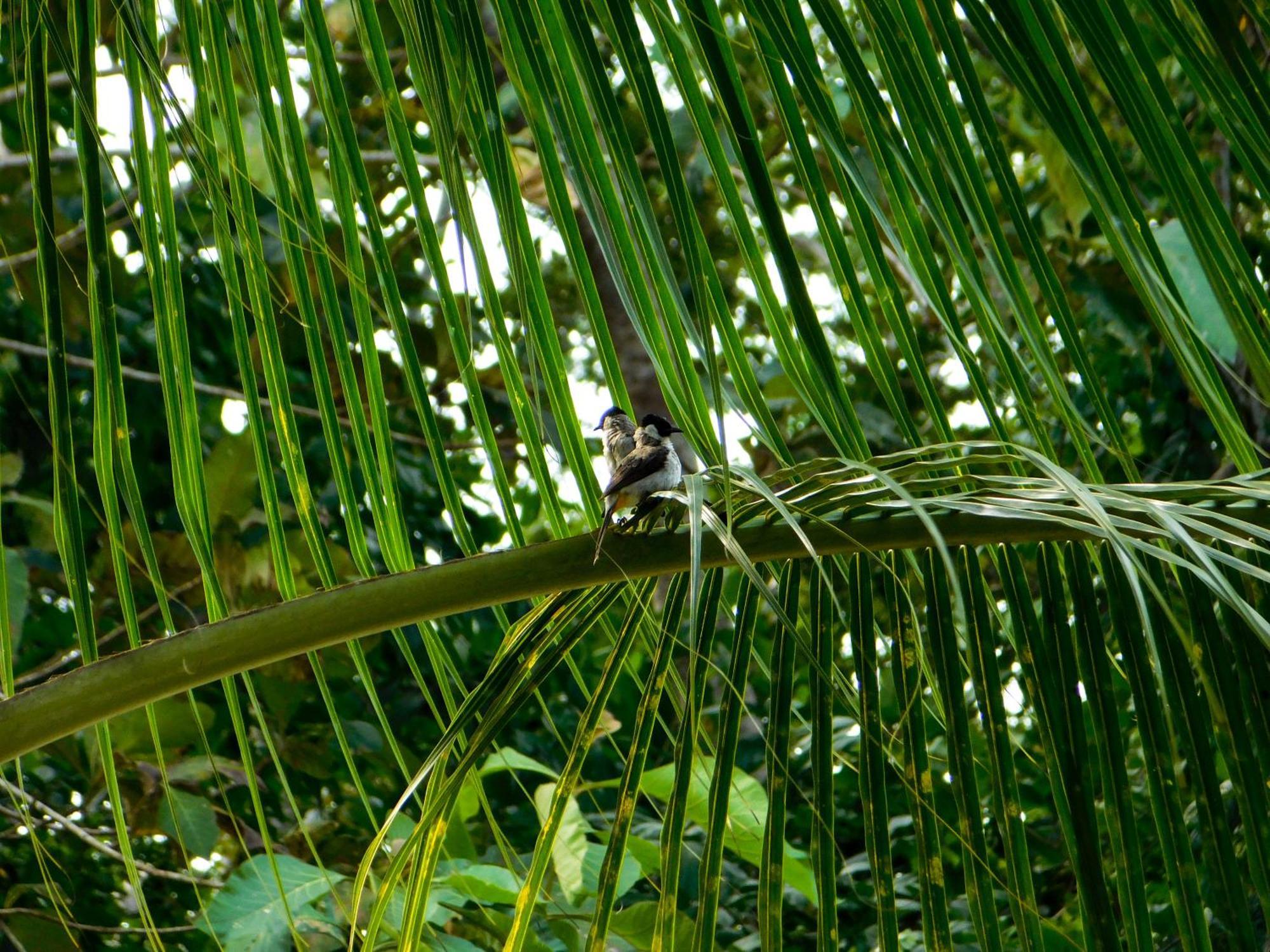 Rnv Eco Resort Bungalows Batukaras Exteriör bild